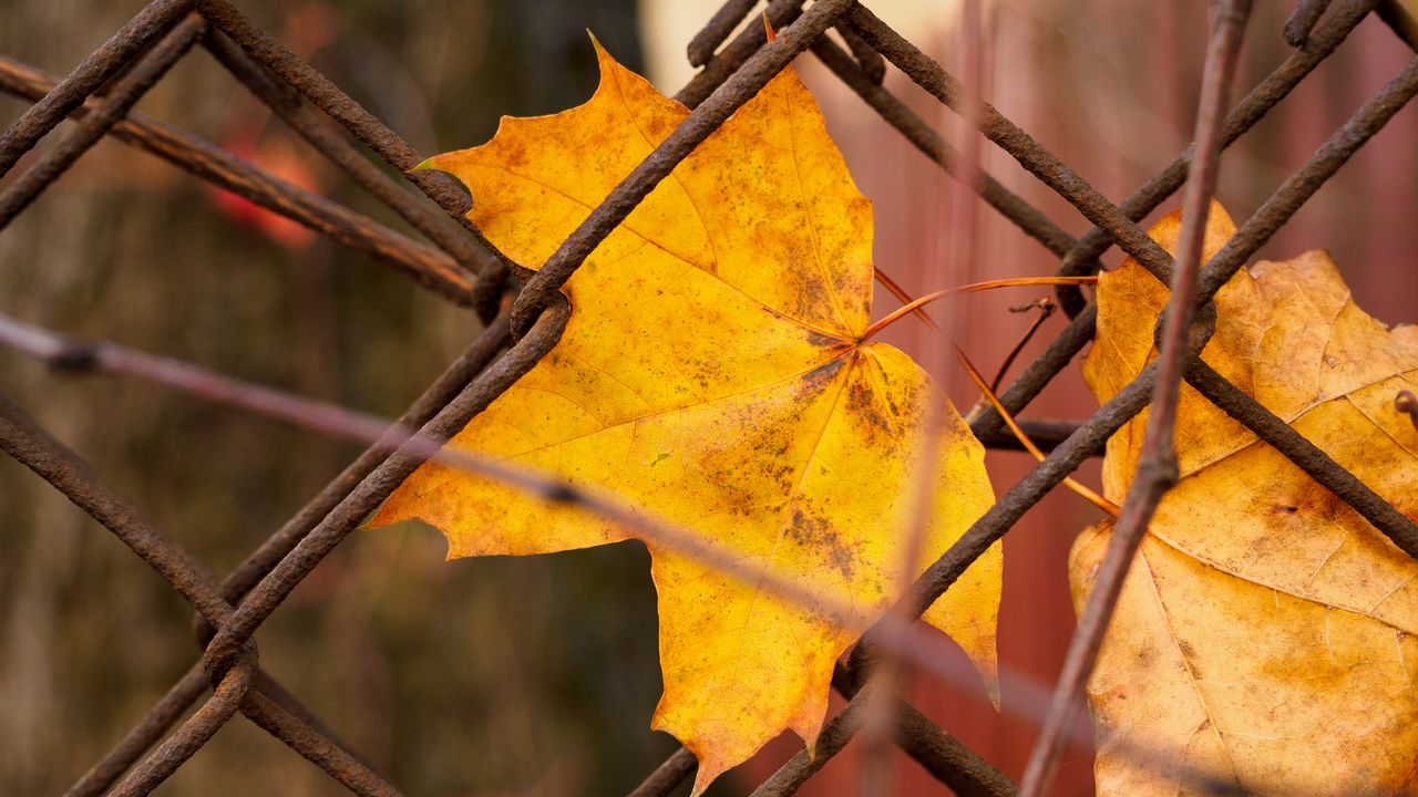 Wallpaper leaf, fence, macro, autumn, yellow