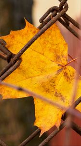 Preview wallpaper leaf, fence, macro, autumn, yellow