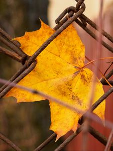 Preview wallpaper leaf, fence, macro, autumn, yellow