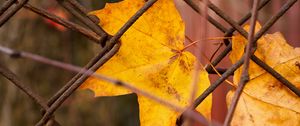 Preview wallpaper leaf, fence, macro, autumn, yellow
