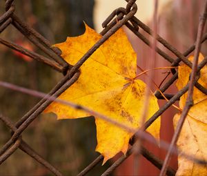 Preview wallpaper leaf, fence, macro, autumn, yellow