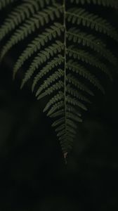 Preview wallpaper leaf, fern, green