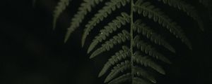 Preview wallpaper leaf, fern, green