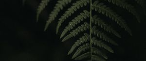 Preview wallpaper leaf, fern, green