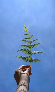 Preview wallpaper leaf, fern, hand, sky