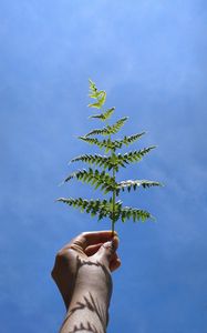 Preview wallpaper leaf, fern, hand, sky