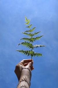 Preview wallpaper leaf, fern, hand, sky