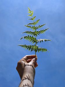 Preview wallpaper leaf, fern, hand, sky