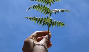 Preview wallpaper leaf, fern, hand, sky