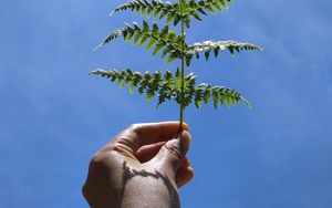 Preview wallpaper leaf, fern, hand, sky