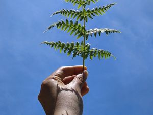 Preview wallpaper leaf, fern, hand, sky