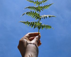 Preview wallpaper leaf, fern, hand, sky