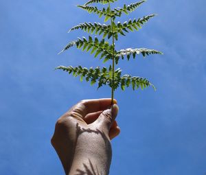 Preview wallpaper leaf, fern, hand, sky