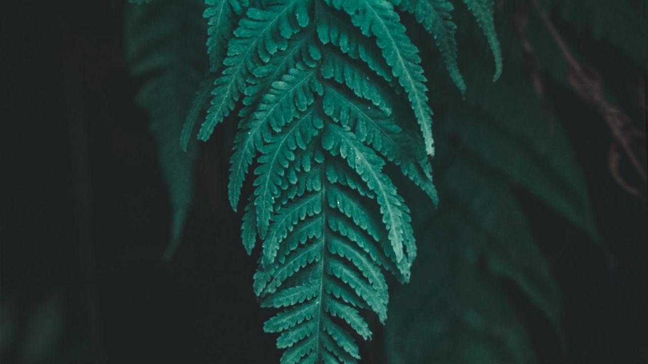 Wallpaper leaf, fern, plant, macro, green