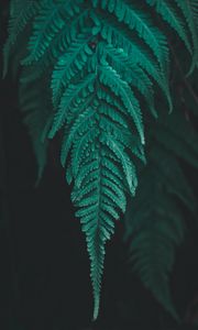 Preview wallpaper leaf, fern, plant, macro, green