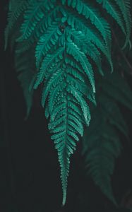 Preview wallpaper leaf, fern, plant, macro, green