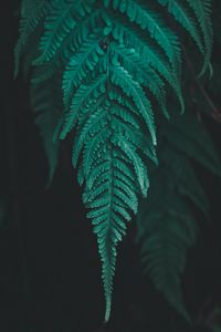 Preview wallpaper leaf, fern, plant, macro, green