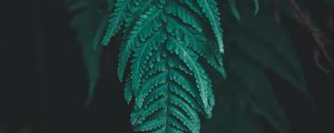 Preview wallpaper leaf, fern, plant, macro, green