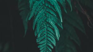 Preview wallpaper leaf, fern, plant, macro, green
