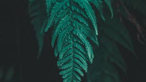 Preview wallpaper leaf, fern, plant, macro, green