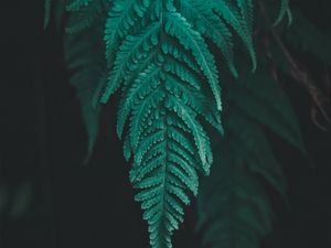 Preview wallpaper leaf, fern, plant, macro, green
