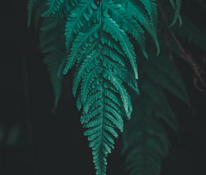 Preview wallpaper leaf, fern, plant, macro, green