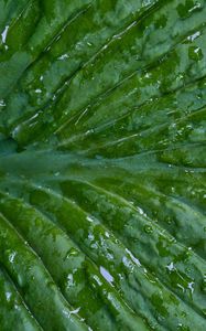 Preview wallpaper leaf, folds, drops, water, macro, green