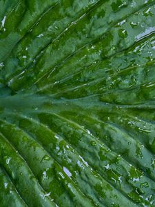 Preview wallpaper leaf, folds, drops, water, macro, green