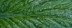Preview wallpaper leaf, folds, drops, water, macro, green