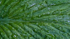 Preview wallpaper leaf, folds, drops, water, macro, green