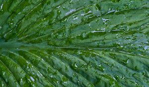 Preview wallpaper leaf, folds, drops, water, macro, green
