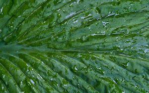 Preview wallpaper leaf, folds, drops, water, macro, green
