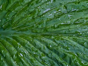Preview wallpaper leaf, folds, drops, water, macro, green