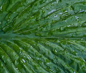 Preview wallpaper leaf, folds, drops, water, macro, green