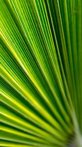 Preview wallpaper leaf, folds, macro, green