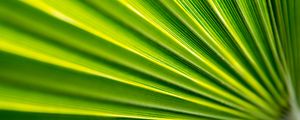 Preview wallpaper leaf, folds, macro, green
