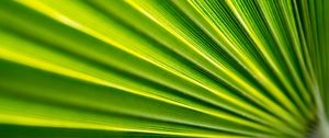 Preview wallpaper leaf, folds, macro, green