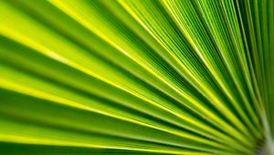 Preview wallpaper leaf, folds, macro, green