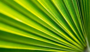 Preview wallpaper leaf, folds, macro, green