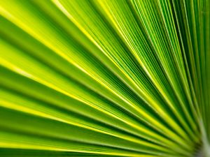 Preview wallpaper leaf, folds, macro, green