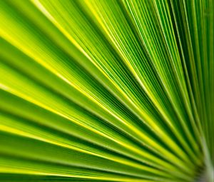 Preview wallpaper leaf, folds, macro, green