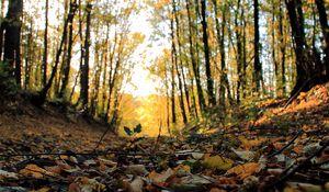 Preview wallpaper leaf, forest, branches, trees