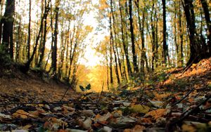 Preview wallpaper leaf, forest, branches, trees