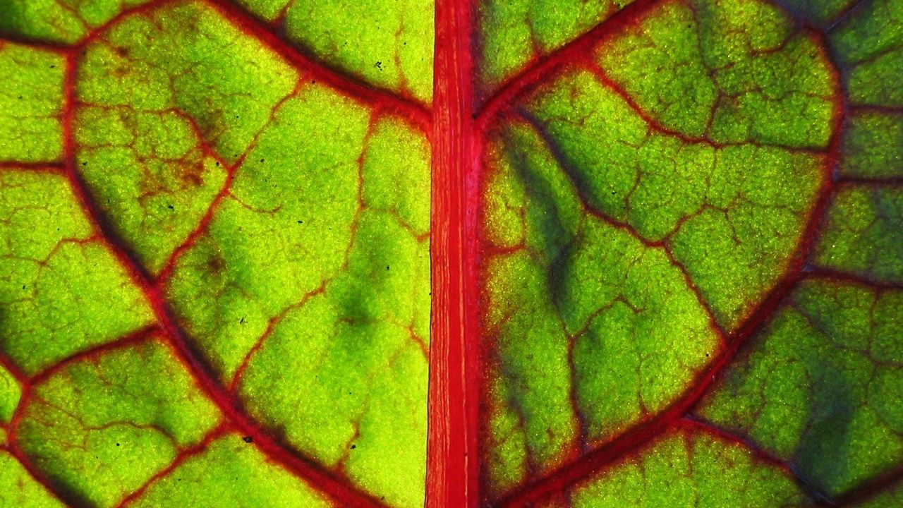 Wallpaper leaf, form, strip, division, red, green