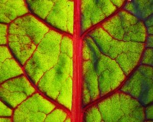 Preview wallpaper leaf, form, strip, division, red, green