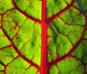 Preview wallpaper leaf, form, strip, division, red, green