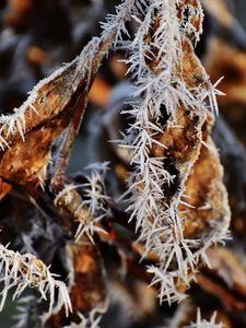 Preview wallpaper leaf, frost, cold, dry