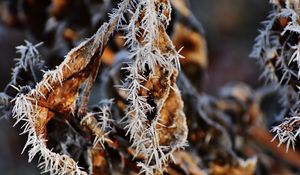 Preview wallpaper leaf, frost, cold, dry