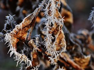 Preview wallpaper leaf, frost, cold, dry