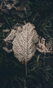 Preview wallpaper leaf, frost, snow, dry